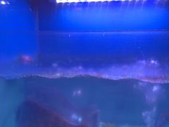 -月下料理(楷林IFC店)