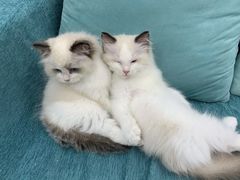 -安安宠医宠物医院·异宠·犬猫内科(岳阳分院)