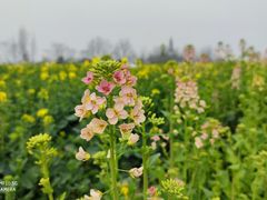 -中国天府农业博览园