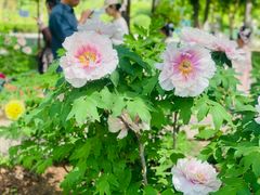 -洛阳市隋唐城遗址植物园