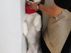 小甜甜-Husky Go! 哈士奇体验馆·宠物咖啡厅狗咖