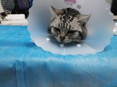 -瑞派·关忠动物医院·猫专科·犬专科(三环新城店)