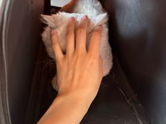-派美特宠物医院·核磁CT·骨科肿瘤·疑难转诊(沈农禾丰店)
