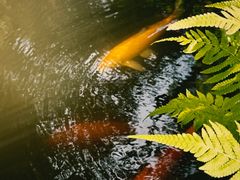 -Chom Cafe and Restaurant