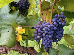 -安德鲁户外烧烤帐篷营地(马泉营店)