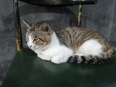 -罗家巷子休闲庄自助碳烤