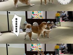 -逗柴咖啡屋·狗咖猫咖宠物桌游