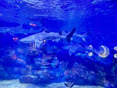 -烟台海昌鲸鲨海洋公园