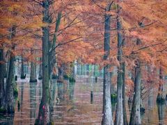 -白鹭湾湿地公园