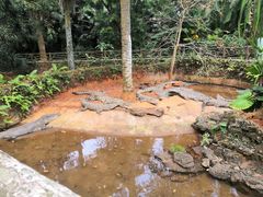 -海南热带野生动植物园