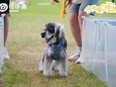 -翊宠yipet猫狗购宠庄园犬舍•猫舍