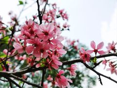 -文华公园(禅城区)