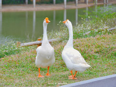 -香山湖公园