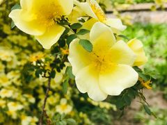 -元大都城垣遗址公园