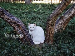 -西园寺