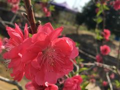 -广东花都香草世界旅游度假区