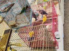 -中环花鸟鱼虫市场