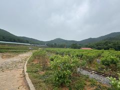 -金石滩蓝莓谷庄园