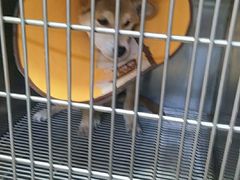 -A猫a狗全科·犬猫异宠·芥西宠物医院(南开总院)