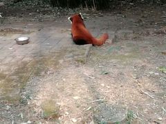 -都江堰中华大熊猫苑