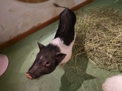 -藦茜花园宠物主题亲子互动体验馆(国顺东路店)