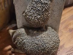 -小镇大厨私房餐厅