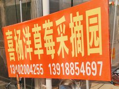 -喜杨洋草莓采摘园