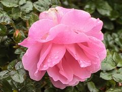 -人民公园(罗湖区)