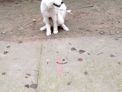 -如家宠物家庭式寄养训练