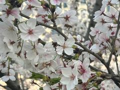 -高东镇樱花园