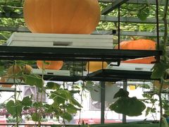 -兰陵国家农业公园