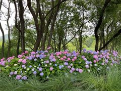 -西湖风景区-江洋畈生态公园