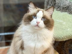 -糯米喵星人总部直营旗舰店·猫舍·幼猫出售