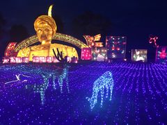 -杭州湾海上花田景区