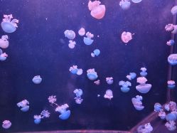 点击看大图 -Zoolung Zoolung动物主题公园(海信广场店)