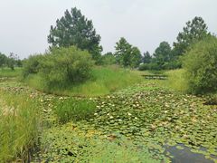 -宁波杭州湾国家湿地公园