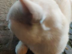 -内蒙古海拉尔烤羊腿·烤全羊·烧烤