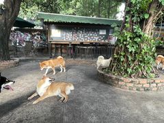 -柴犬高等学院·狗咖·柴犬售卖·宠物训练