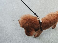 -安安宠医·安宠宠物医院