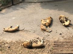 -大连森林动物园