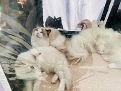 -杭州平安悦坊 PAFC LIVING