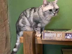 -猫猫幼稚园·撸猫·桌游·电玩