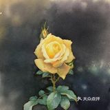 水彩画作品欣赏：精湛的月季花画💓💓