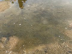 -碧海金沙