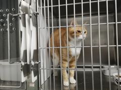 -欧奕国际动物医院