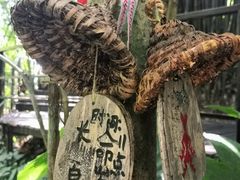 -呀诺达热带雨林