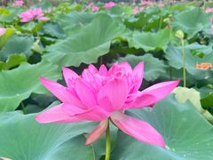 -广州莲花山旅游区