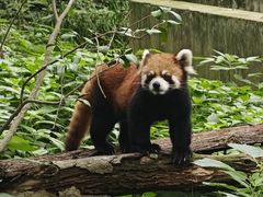 -荆州中山公园动物园