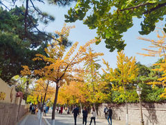 -八大关景区