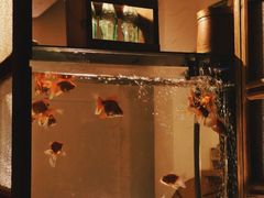 -溪岸路花鸟市场